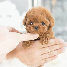 Load image into Gallery viewer, My Realistic Robot Puppy