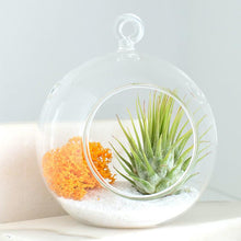 Load image into Gallery viewer, Hanging Glass Plant Pots
