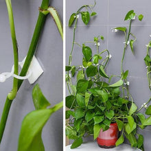 Load image into Gallery viewer, Plant Climbing Wall Clip